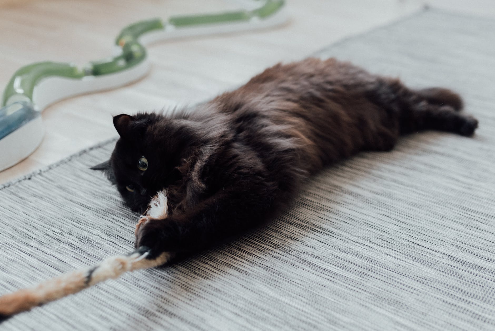 a black cat playing with a rope